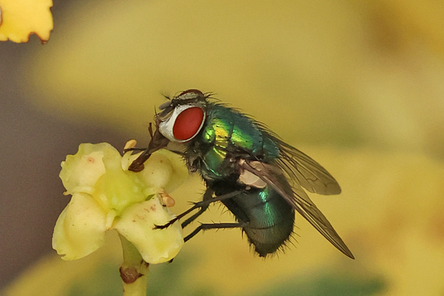 Lucilia sericata